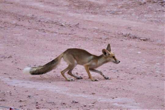 Sivun Vulpes vulpes arabica Thomas 1902 kuva