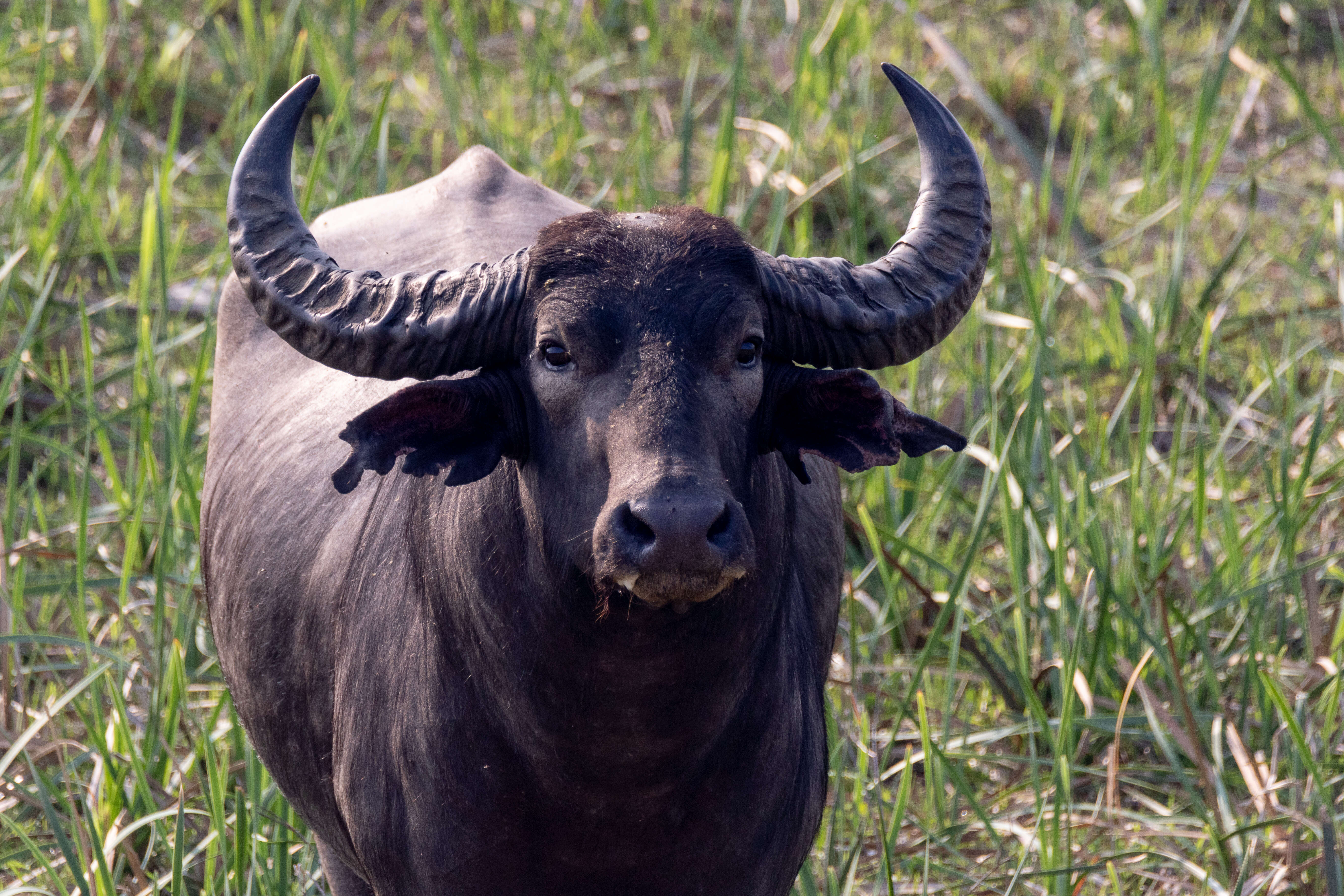 Image of Asian Buffalo