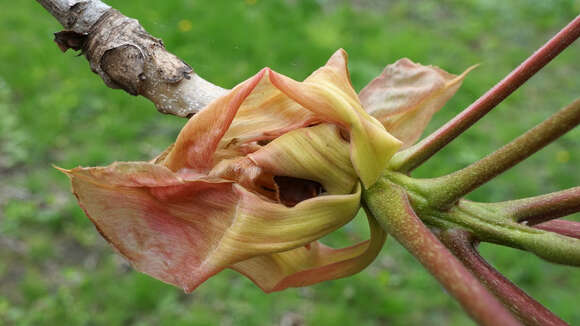 Image of shellbark hickory