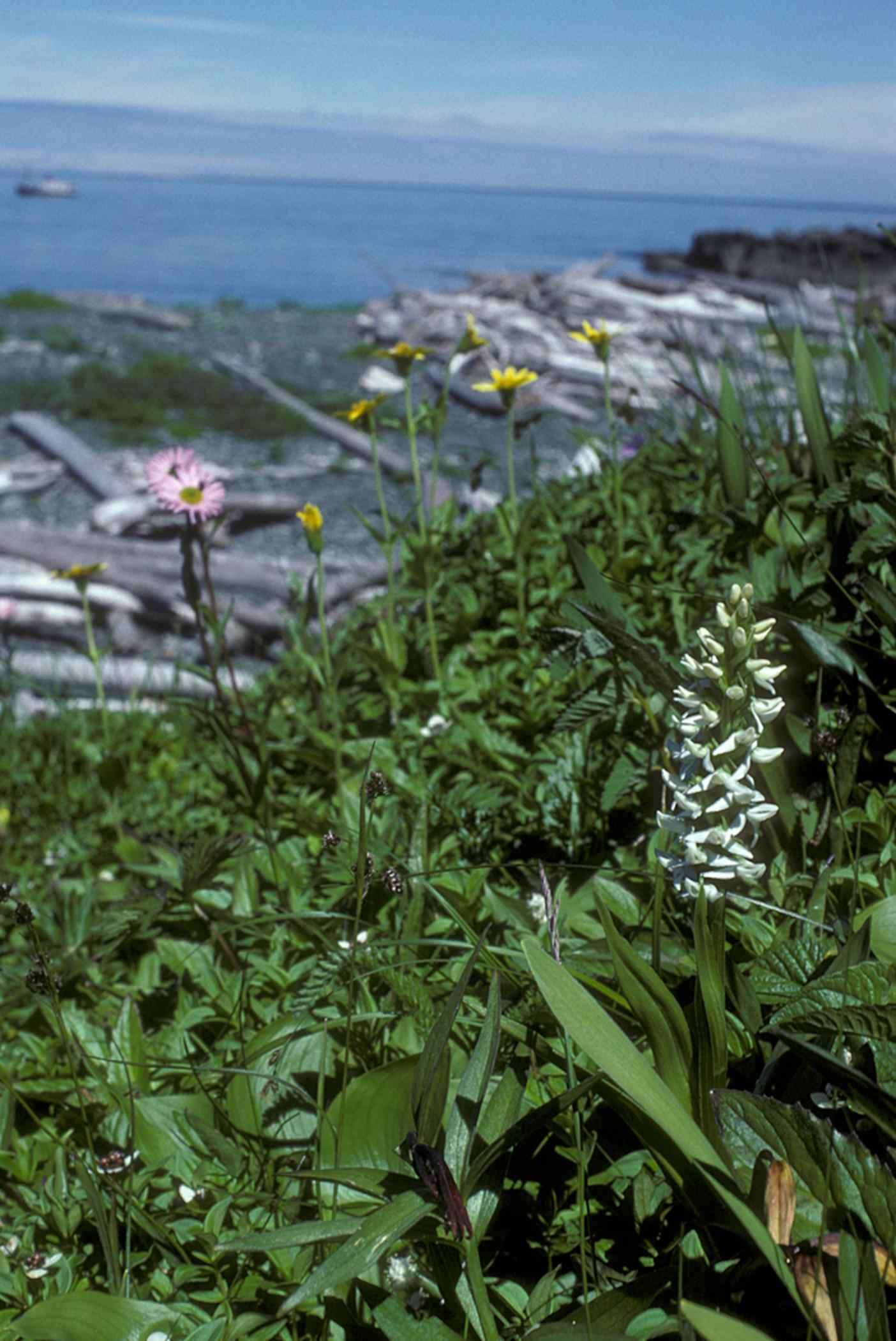 Image of Tall white bog orchid