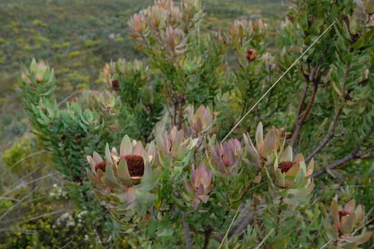 Image of Yellow bush