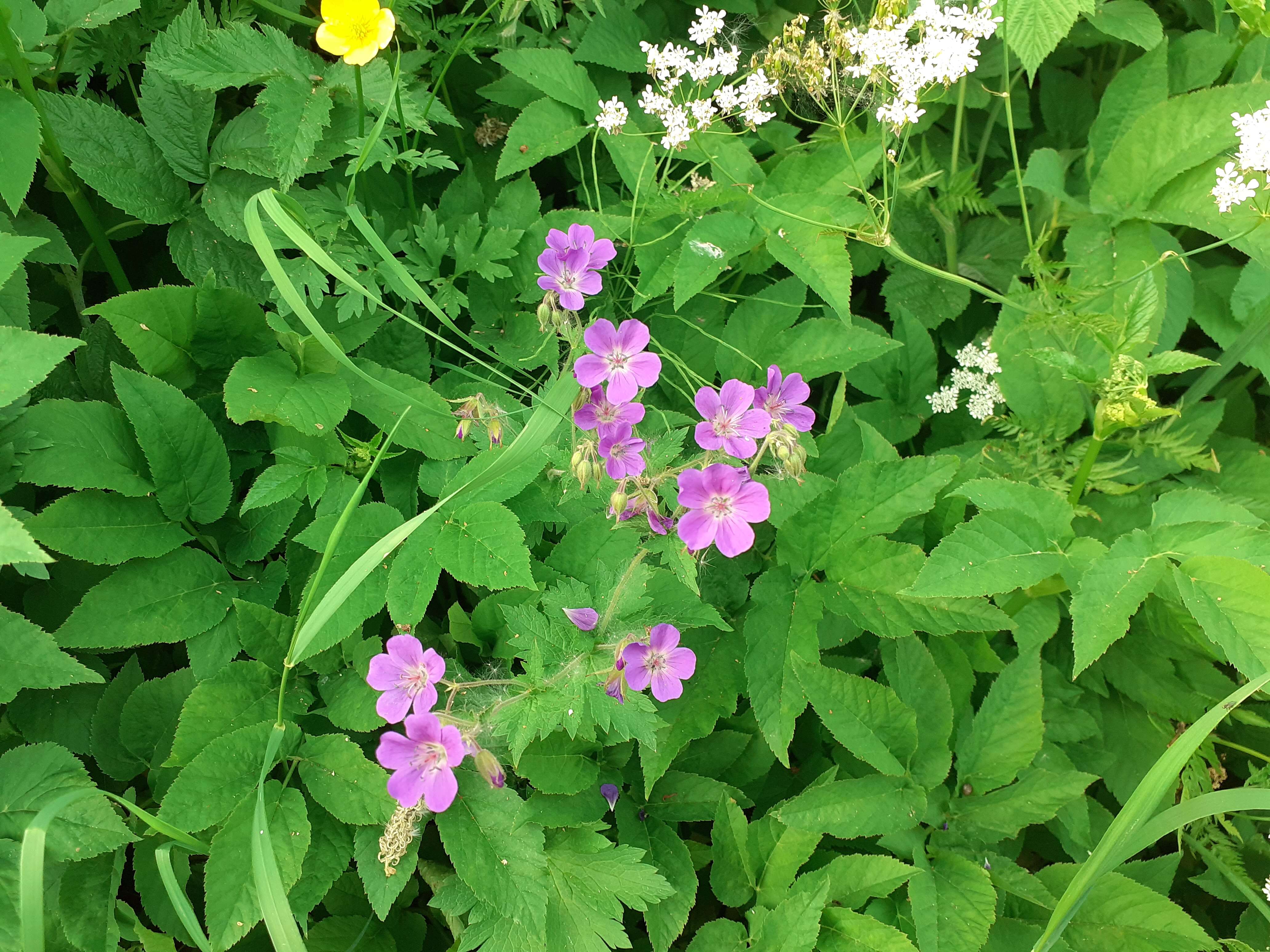 Image of Wood Crane's-bill