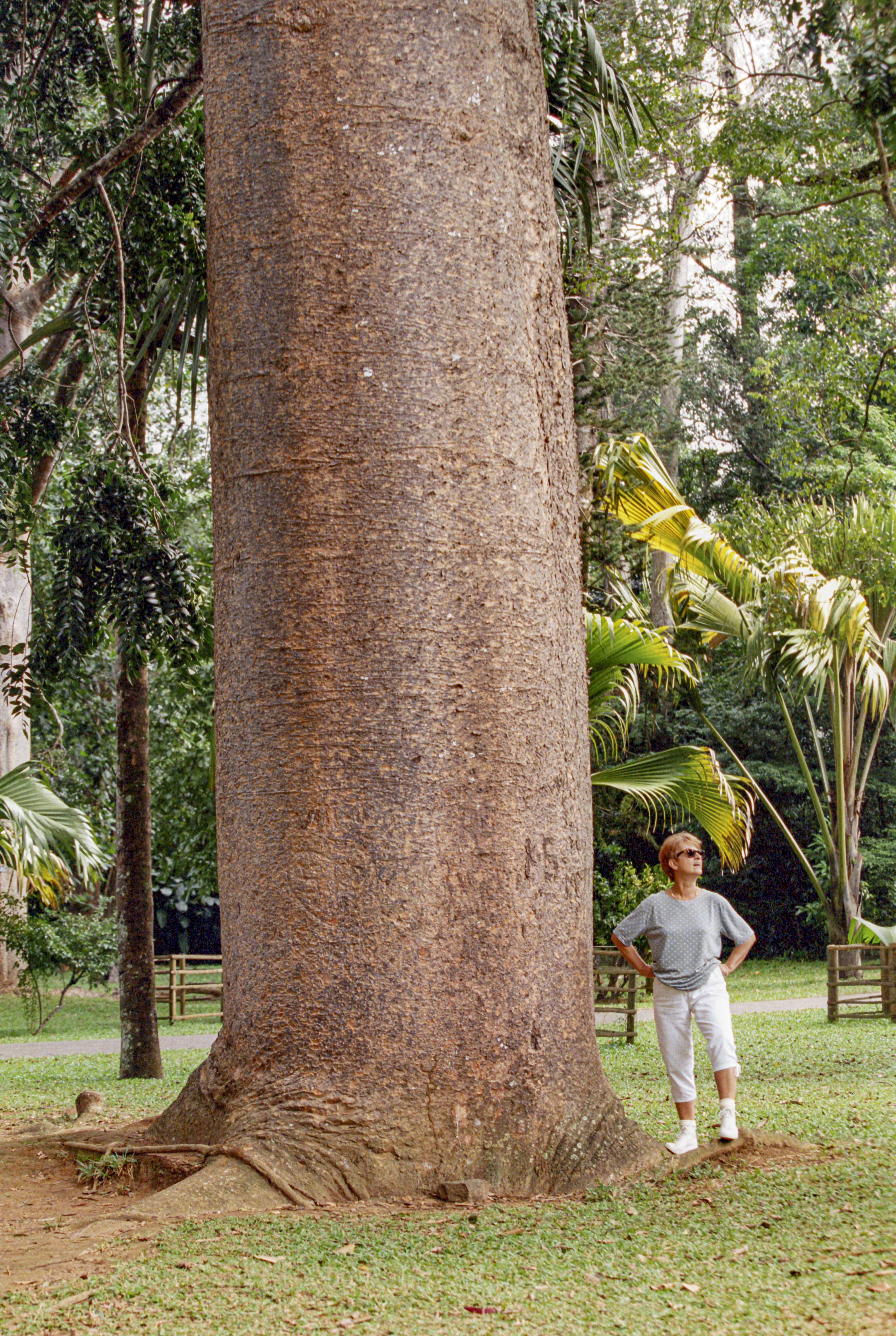 Sivun Agathis robusta (C. Moore ex F. Muell.) F. M. Bailey kuva