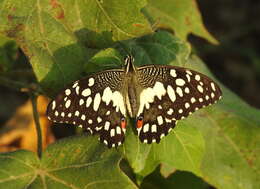 Plancia ëd Papilio demoleus Linnaeus 1758