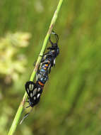 Image of Amata cerbera Linnaeus 1764