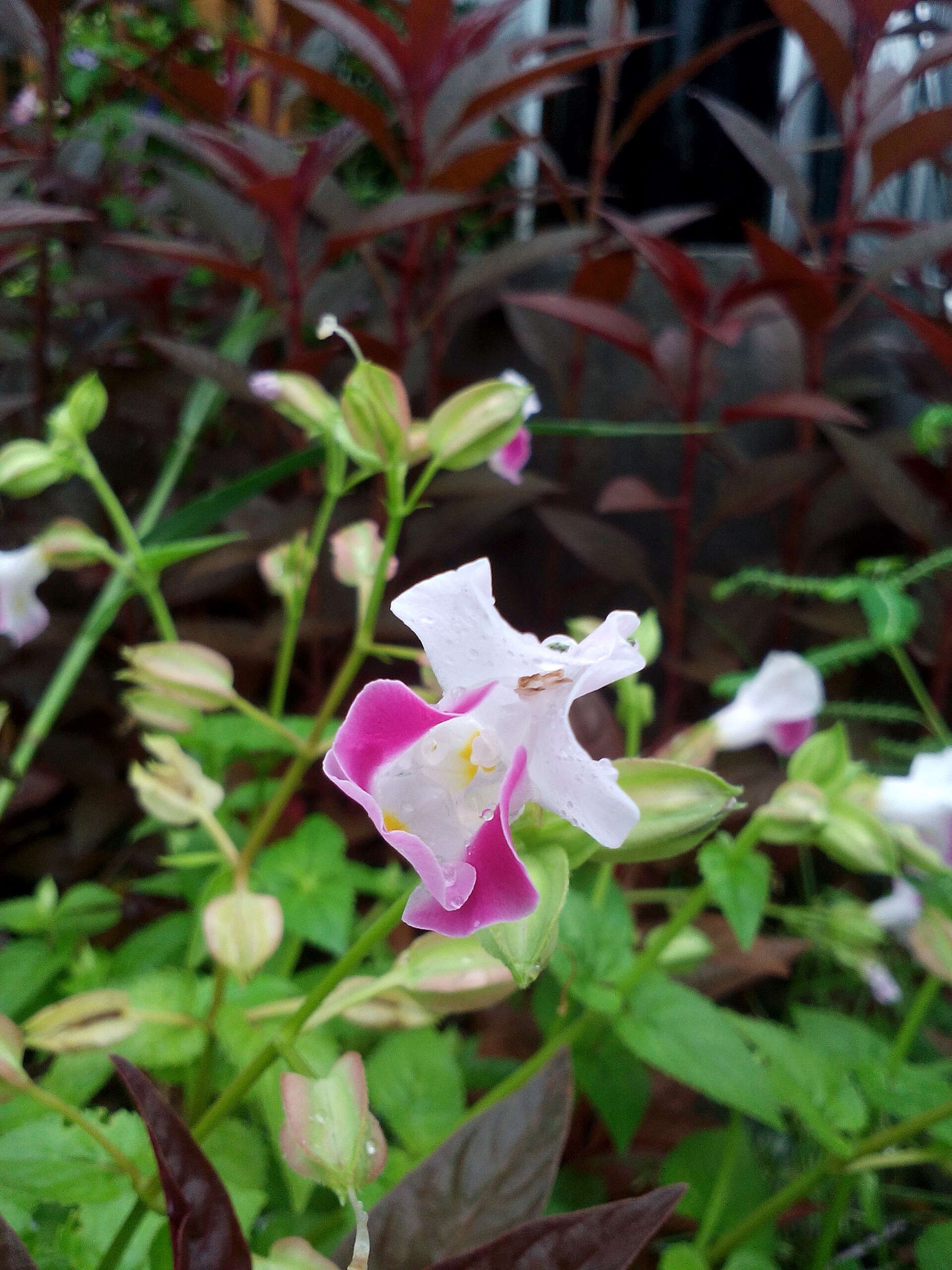 Image de Torenia fournieri Linden ex E. Fourn.