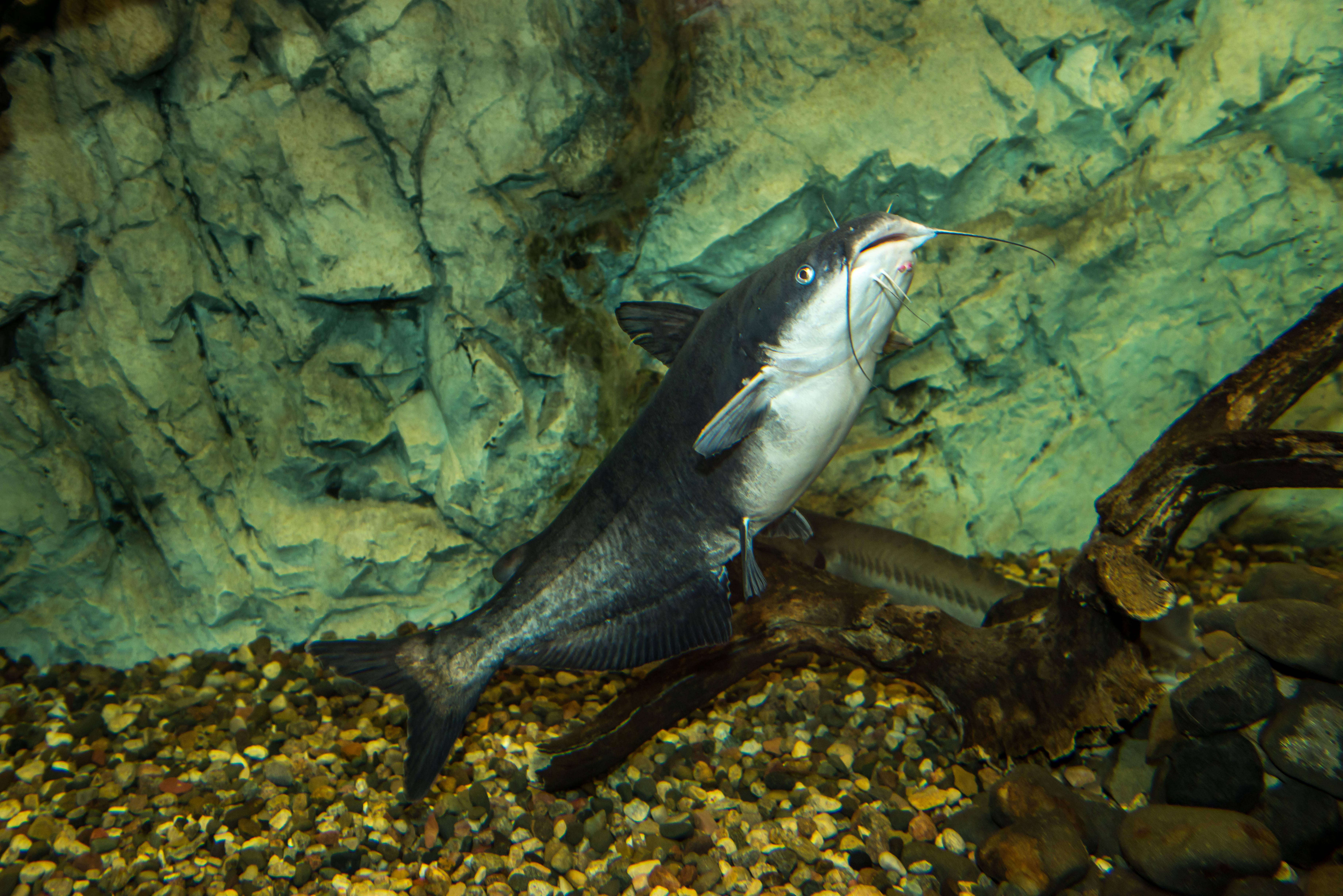 Image of Blue catfish