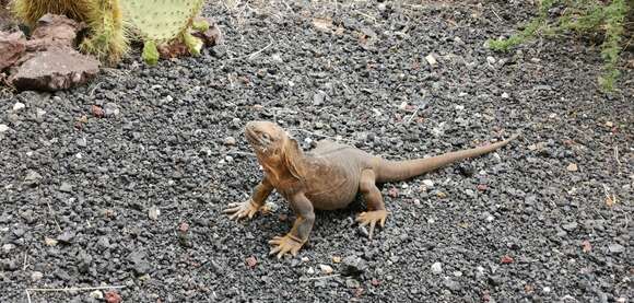 Image of Galapagos Land Iguana