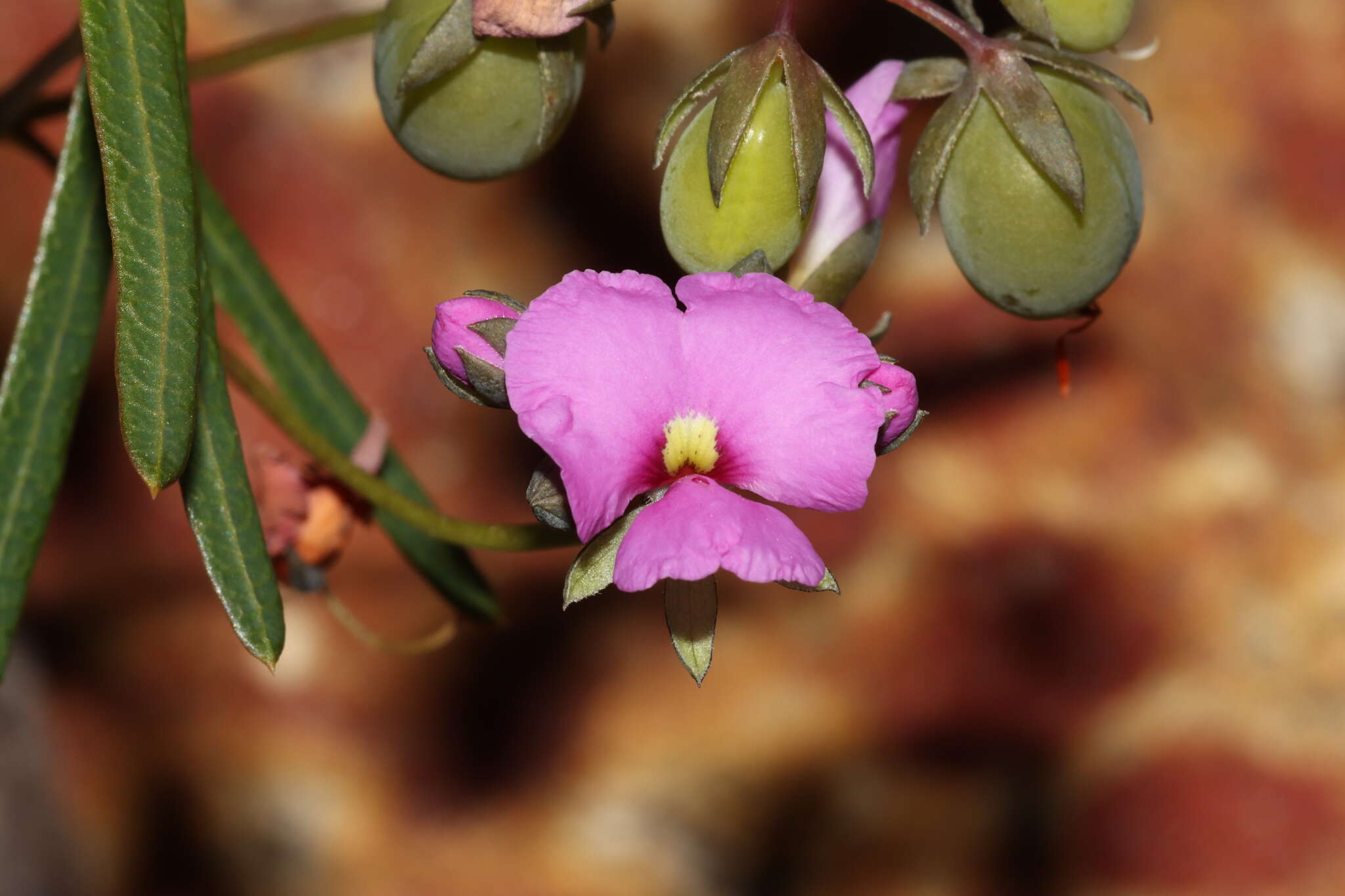 Image of Handsome Wedge Pea