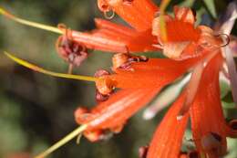 Image of Lambertia ericifolia R. Br.