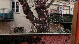 Sivun Viburnum × bodnantense kuva