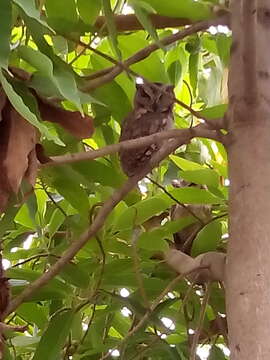 Image of Indian Scops Owl