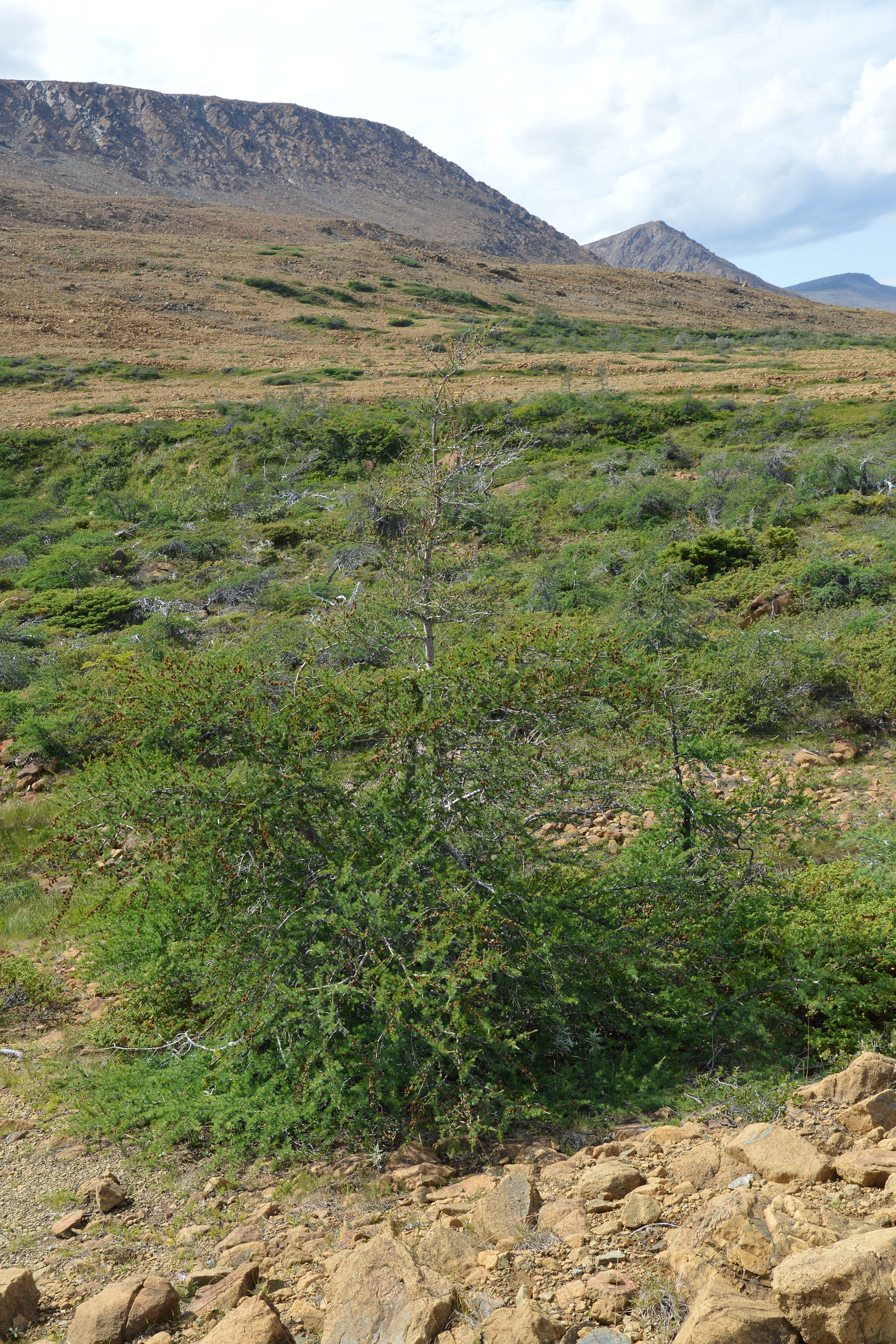 Image of American Larch