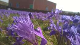 Image of Barbary Nut Iris