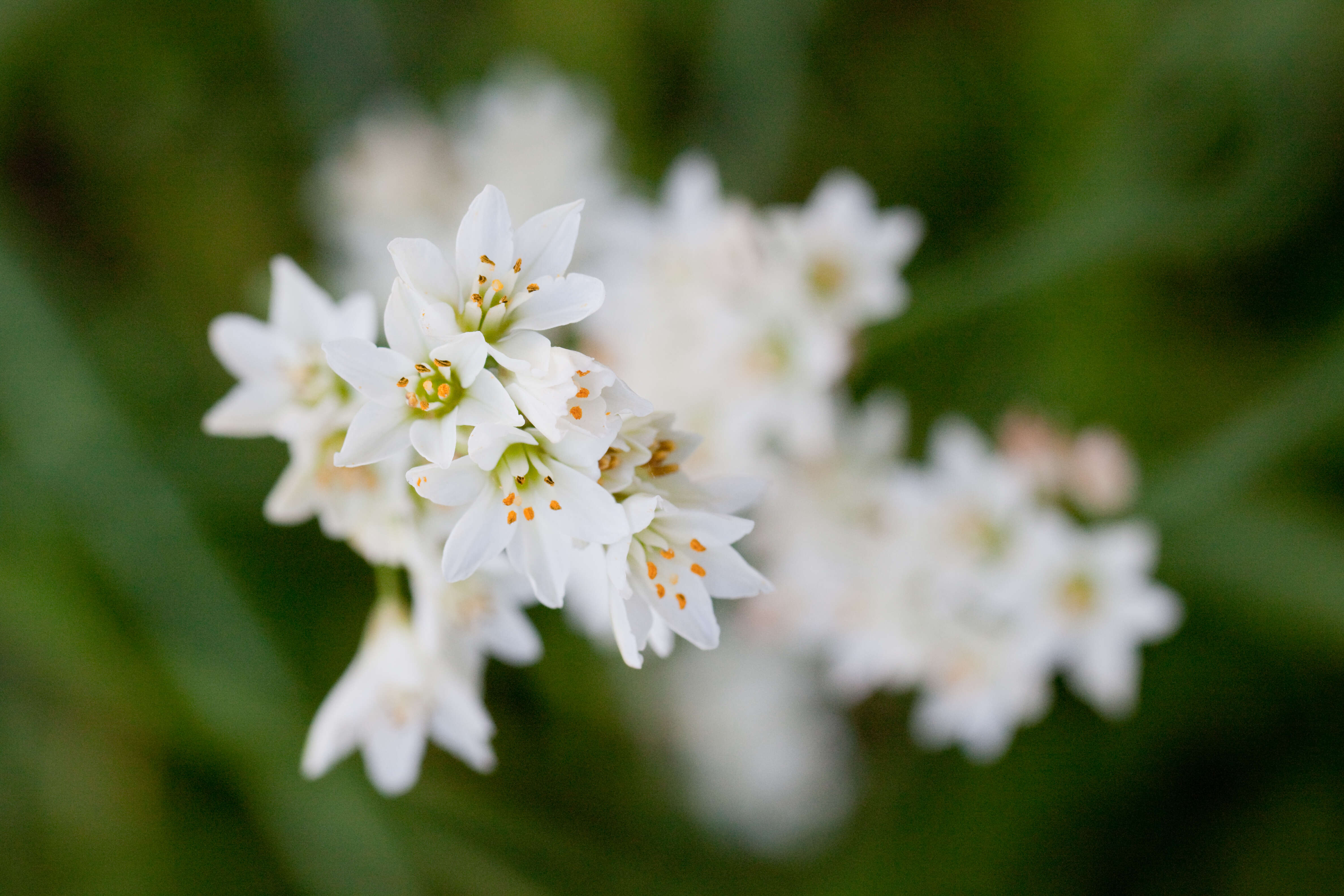 Image of slender false garlic