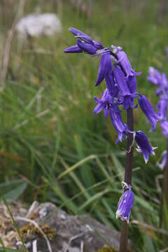 Image de jacinthe des bois