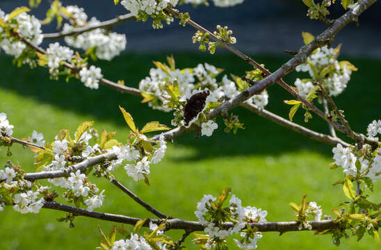 Plancia ëd Prunus cerasus L.