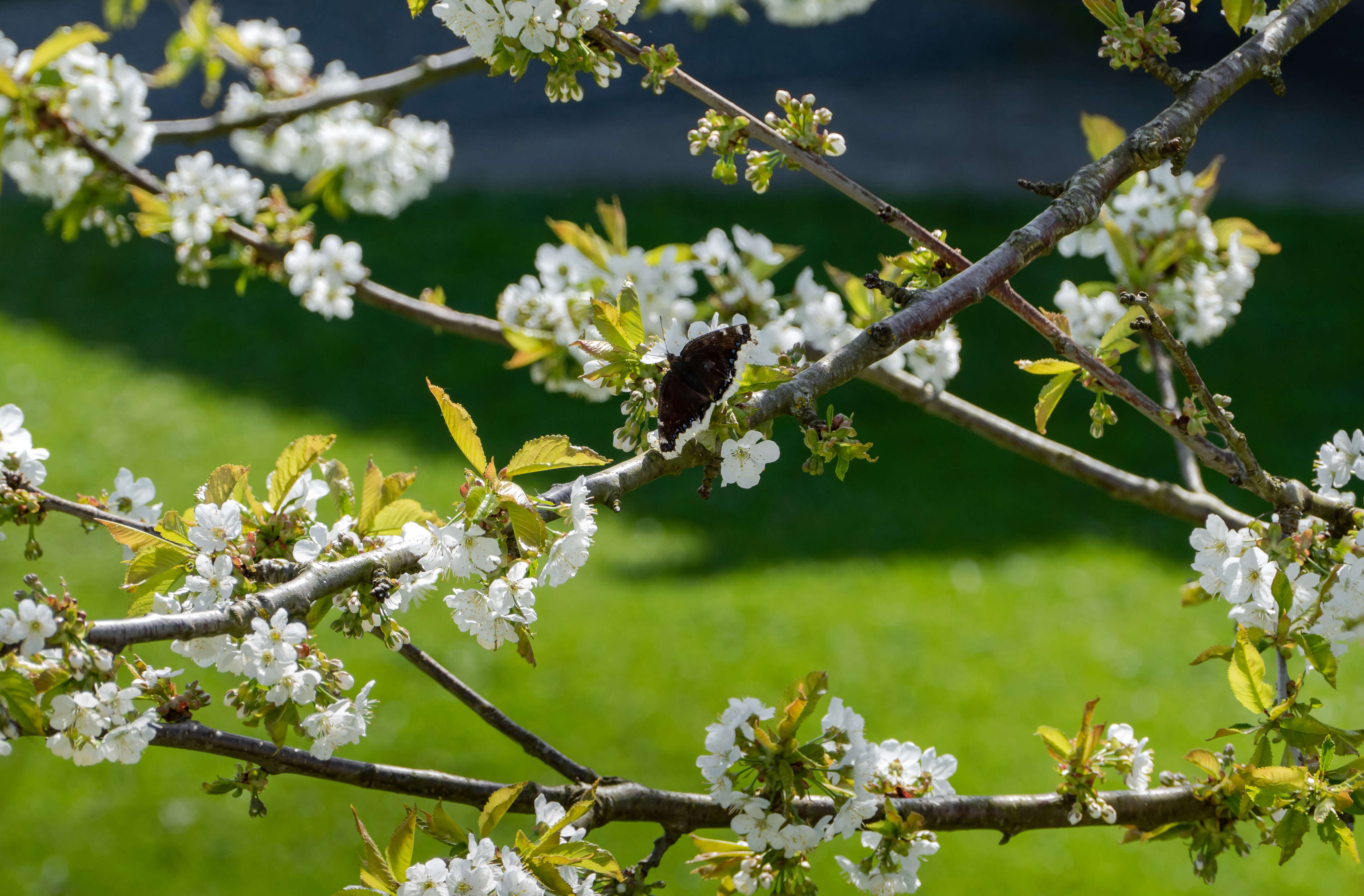 Image of sour cherry