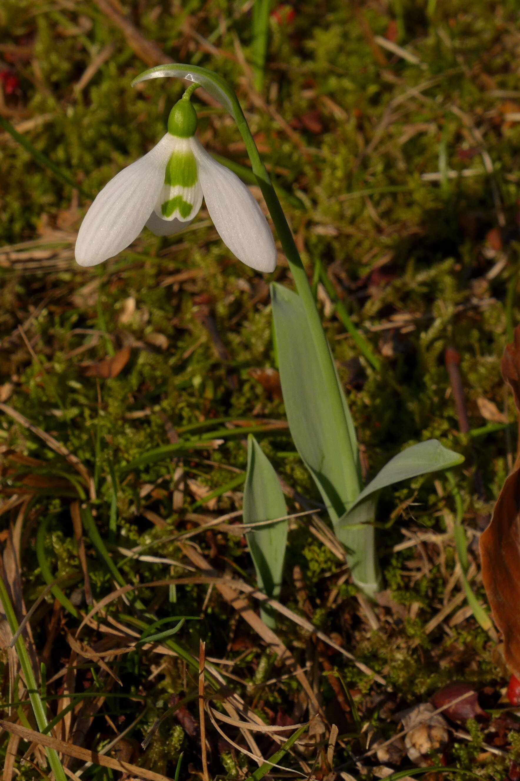 Image of giant snowdrop