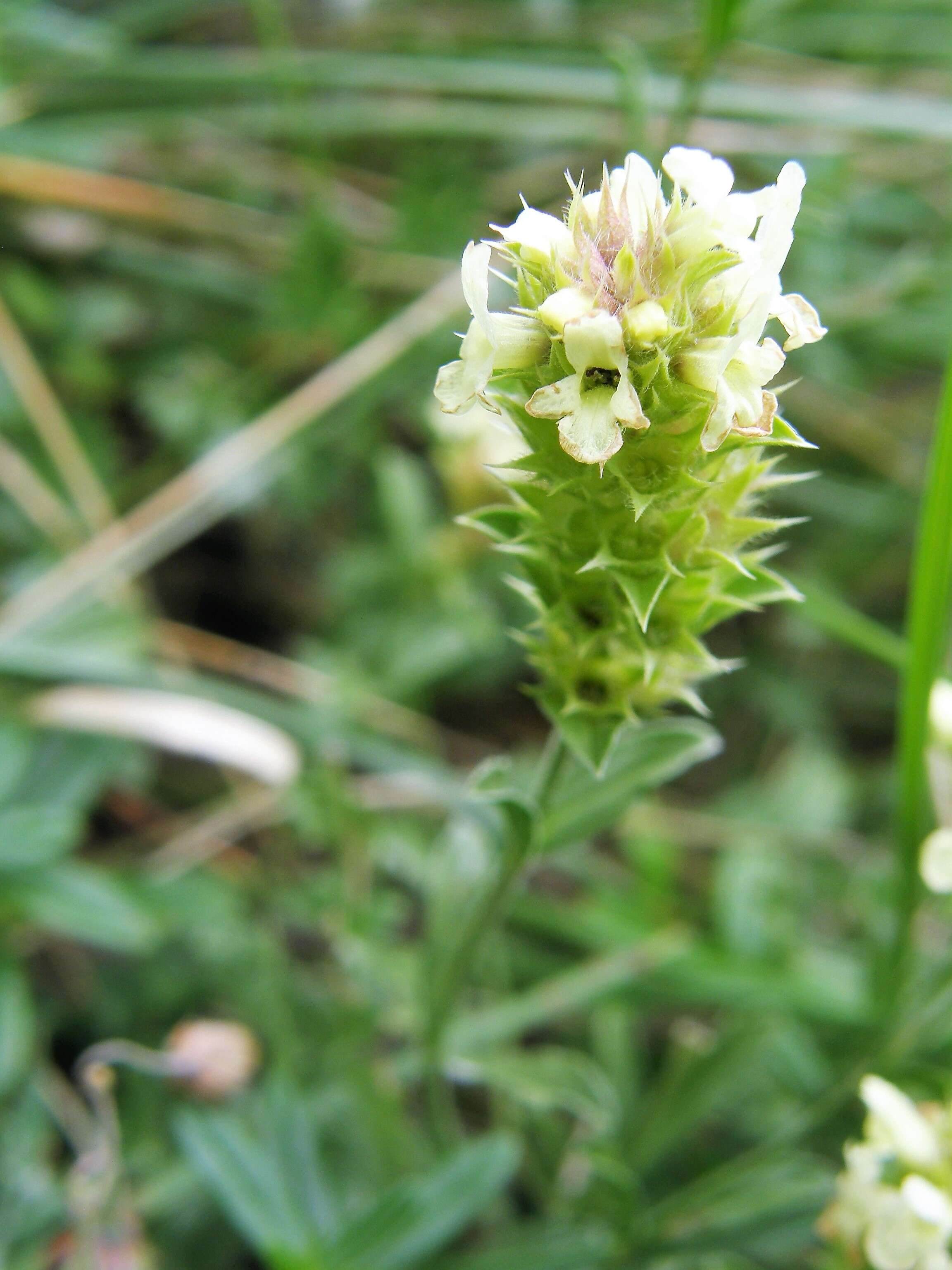 Image de Sideritis hyssopifolia L.