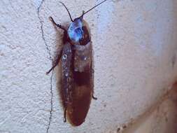 Image of Death's Head Cockroach