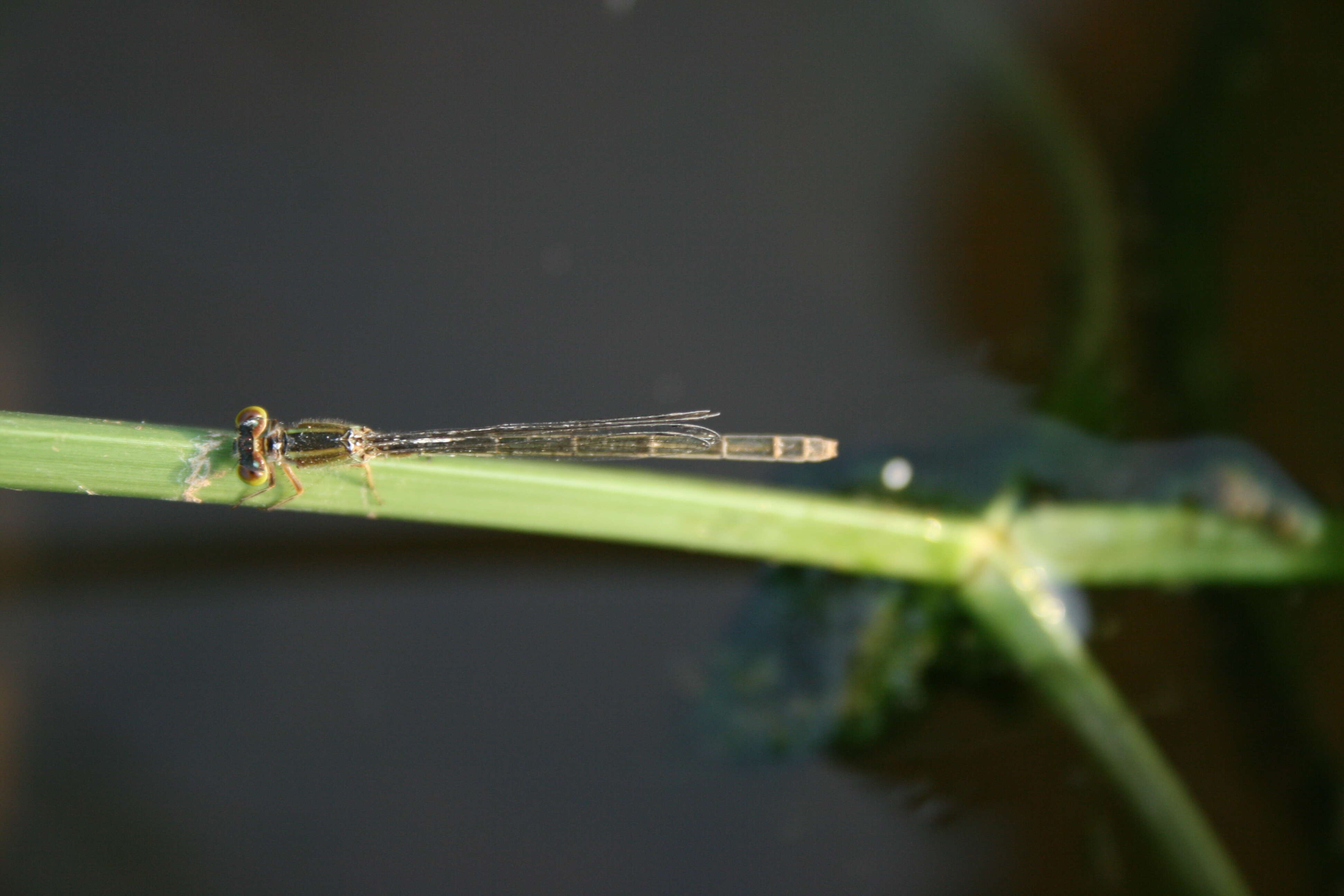 Imagem de Agriocnemis pygmaea (Rambur 1842)