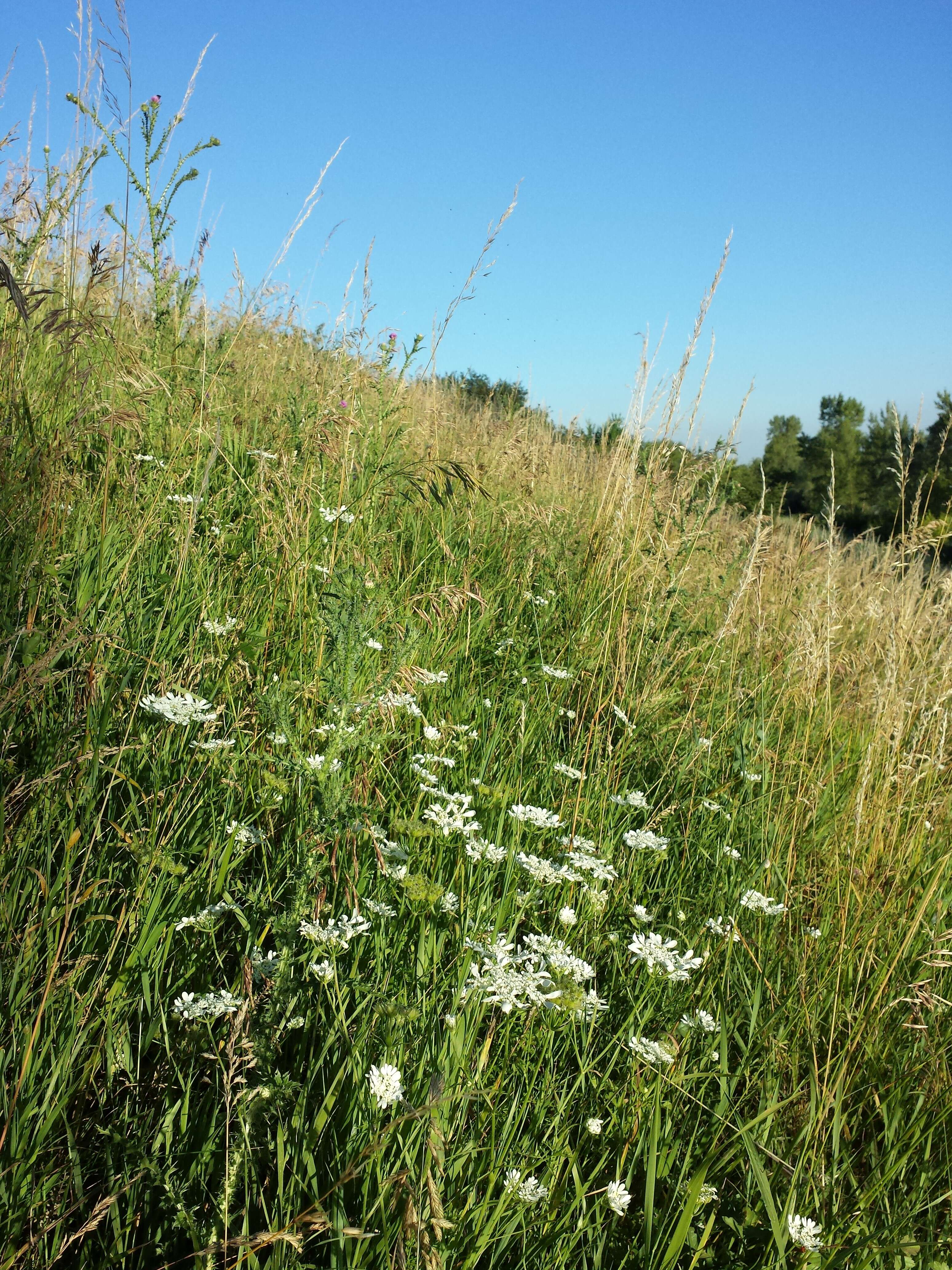 Orlaya grandiflora (L.) Hoffm. resmi