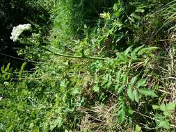 Image of wild angelica