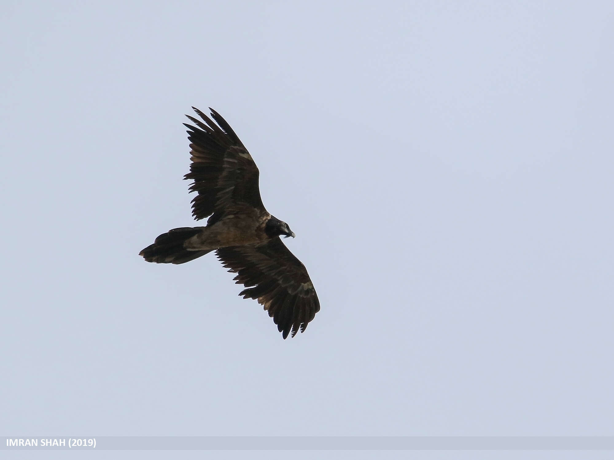 Image of Gypaetus Storr 1784