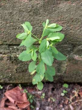 Image of cancer weed