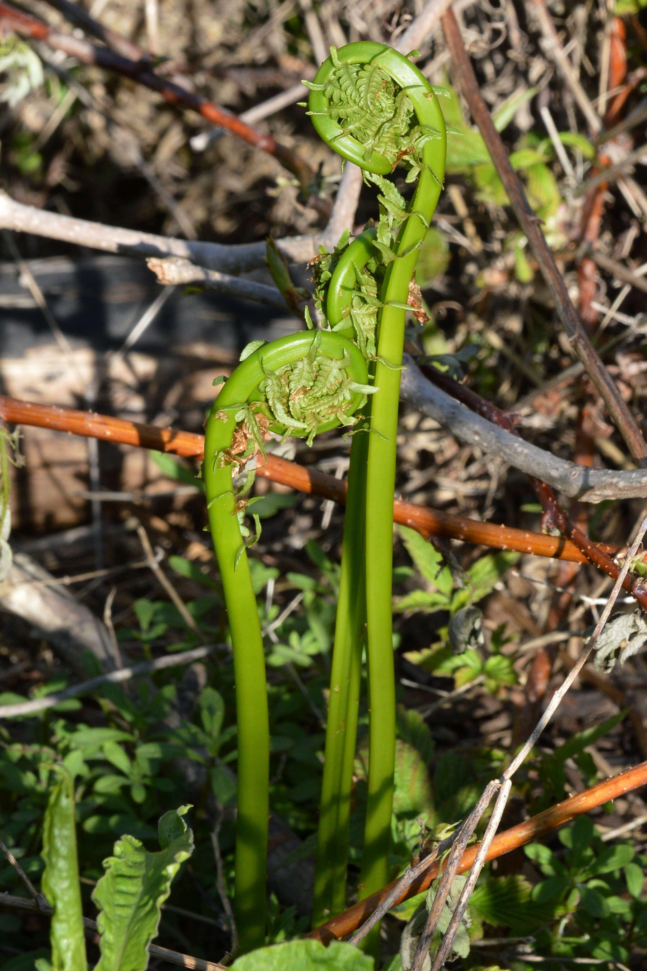 Image of ostrich fern