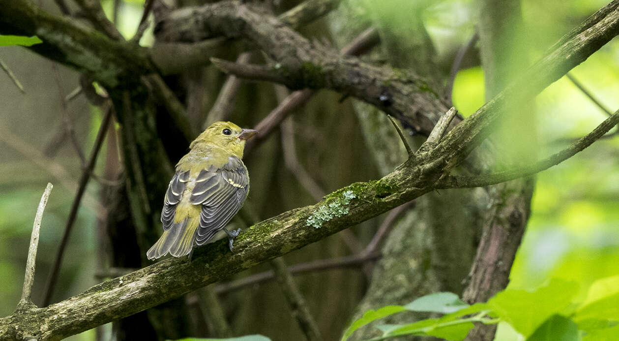 Piranga olivacea (Gmelin & JF 1789) resmi