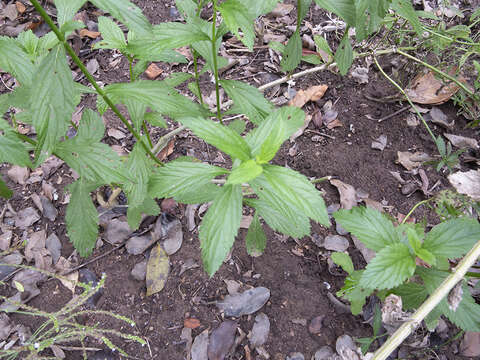 Image of herb of the cross