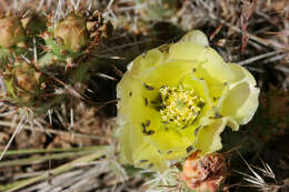 Image of Panhandle Prickly-pear