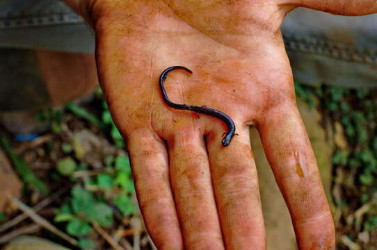 Image of Cienega Colorado Worm Salamander