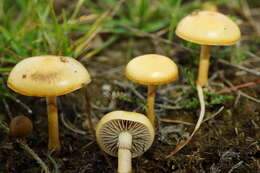 صورة Protostropharia semiglobata (Batsch) Redhead, Moncalvo & Vilgalys 2013