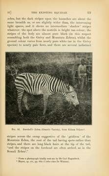 Image of Burchell's zebra