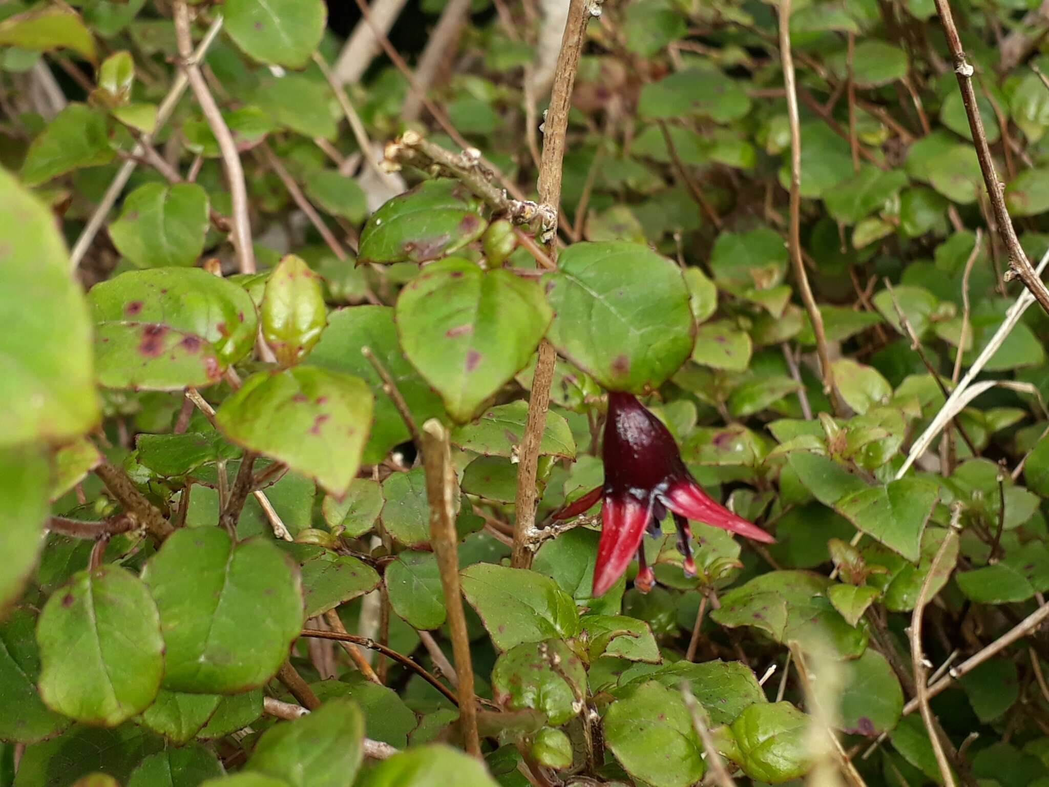 Image of Fuchsia