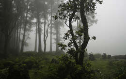 Image of Azores laurel