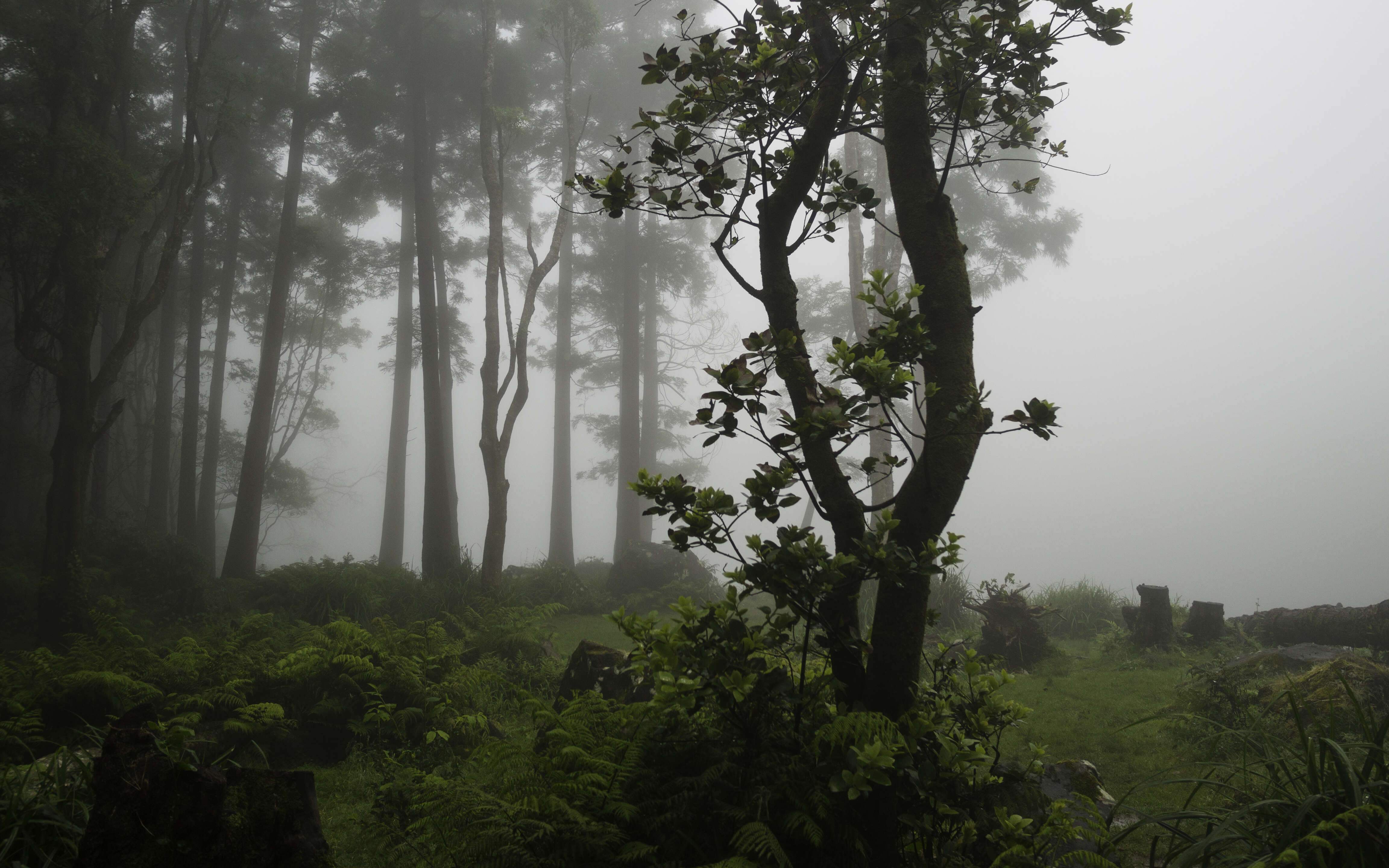 Image of Azores laurel