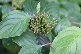 Imagem de Cornus sanguinea L.