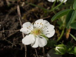 Image of White Cinquefoil