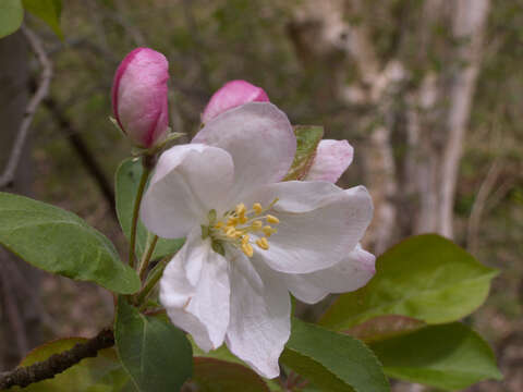 Image of sweet crab apple