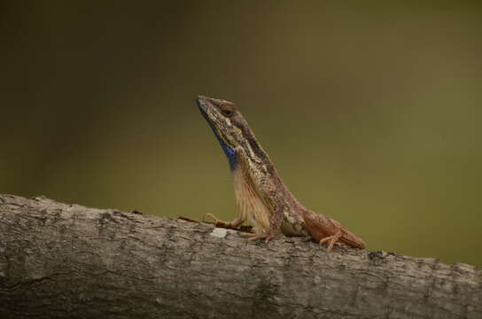 Image of Fan Throated Lizard