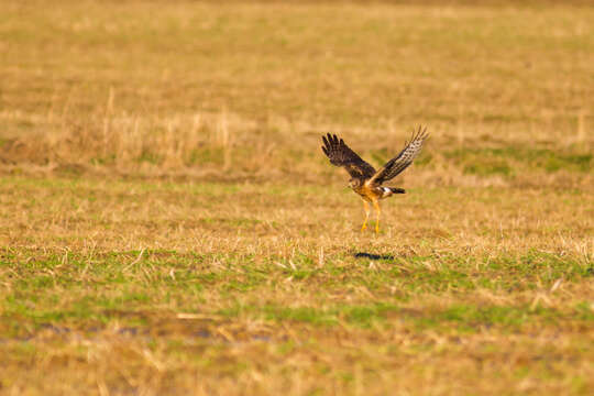 Image of Northern Harrier