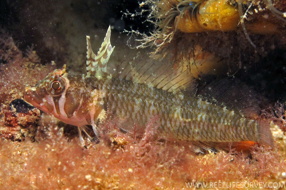 Image of Crested Triplefin