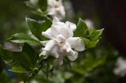 Image of Cape jasmine