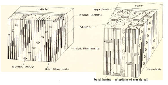 Image of Nematode