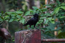 Imagem de Corvus culminatus Sykes 1832