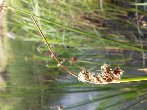 Image of lakeshore bulrush